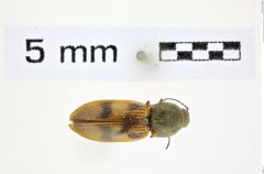 Foto (Dorsalansicht) von Stropenron columbiana (Brown, 1936) (NHMW-ZOO-COL-0008353)